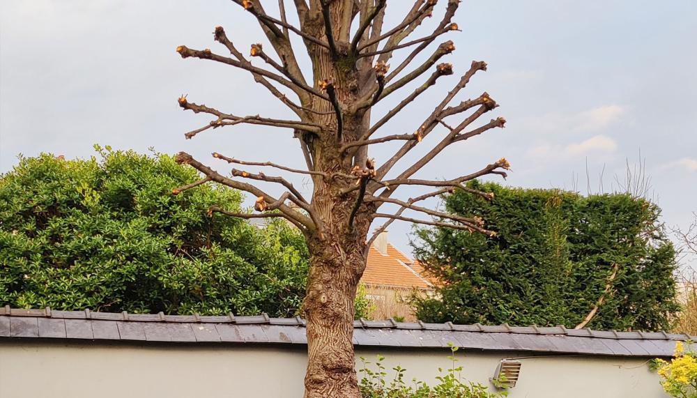 lagage-et-taille lagage-et-taille